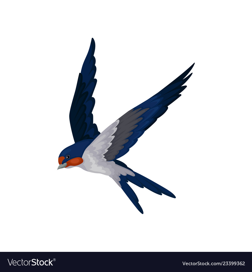 Detail Image Of Swallow Bird Nomer 54
