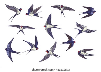 Detail Image Of Swallow Bird Nomer 55