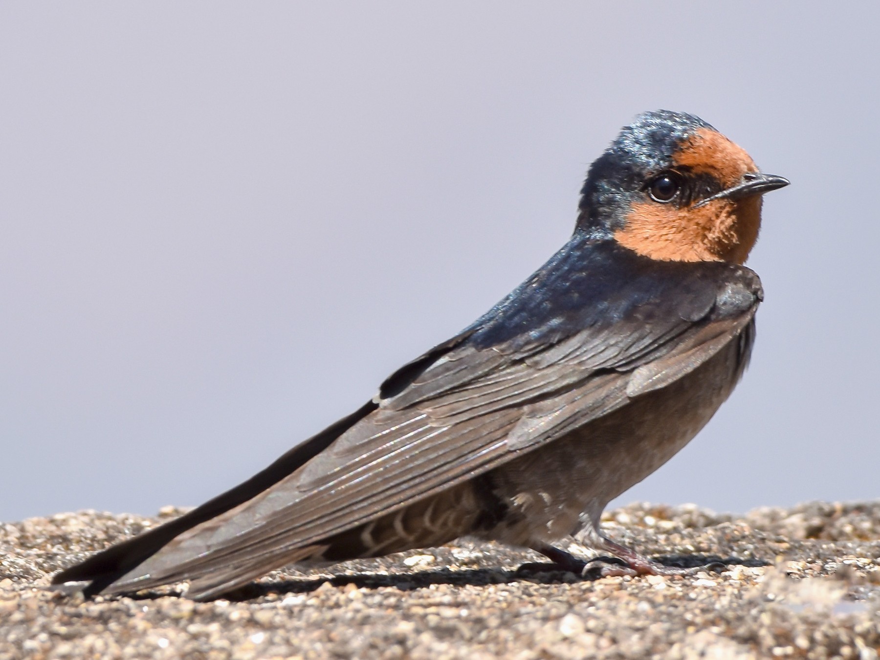 Detail Image Of Swallow Bird Nomer 56