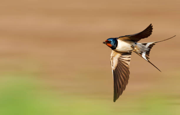 Detail Image Of Swallow Bird Nomer 57
