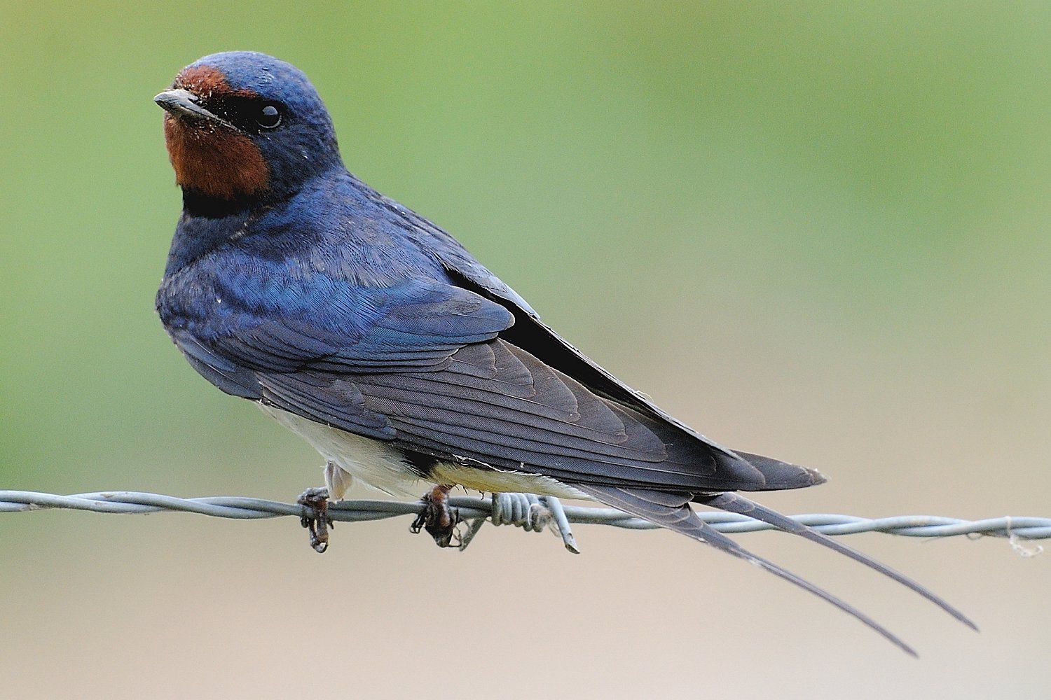 Detail Image Of Swallow Bird Nomer 7