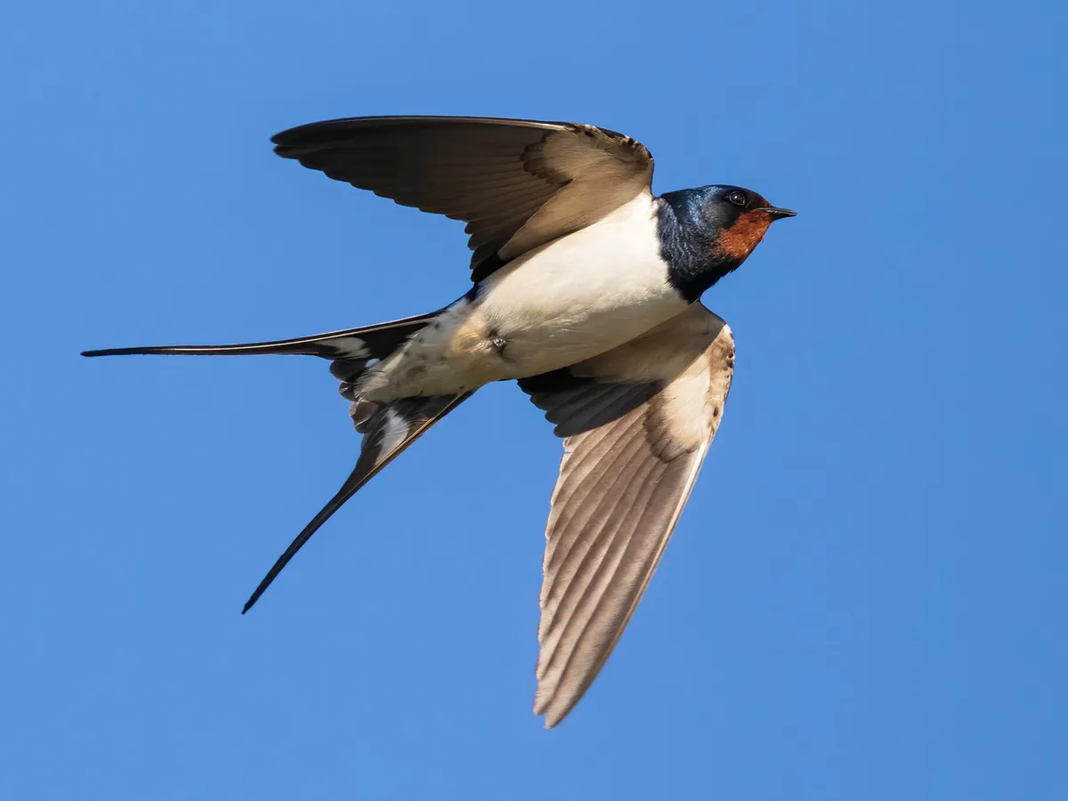 Detail Image Of Swallow Bird Nomer 8