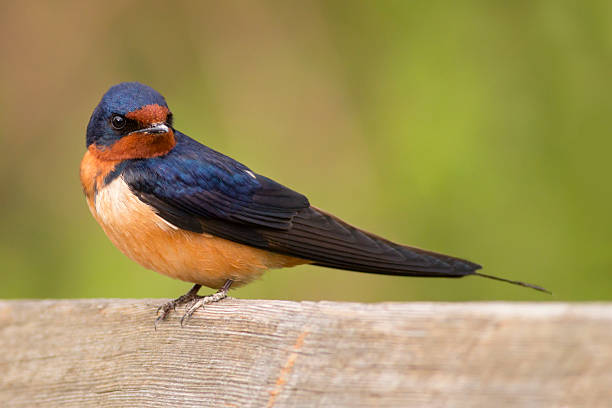 Detail Image Of Swallow Bird Nomer 9