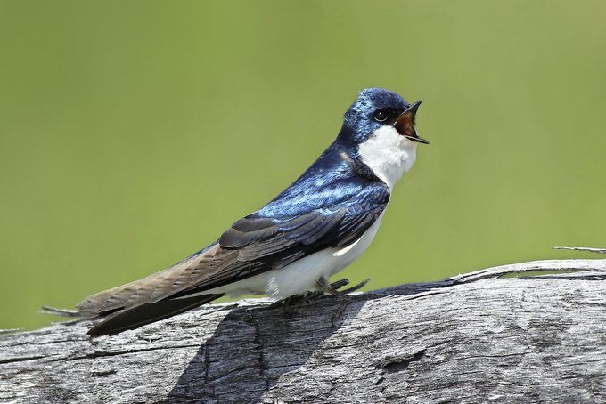 Detail Image Of Swallow Bird Nomer 10