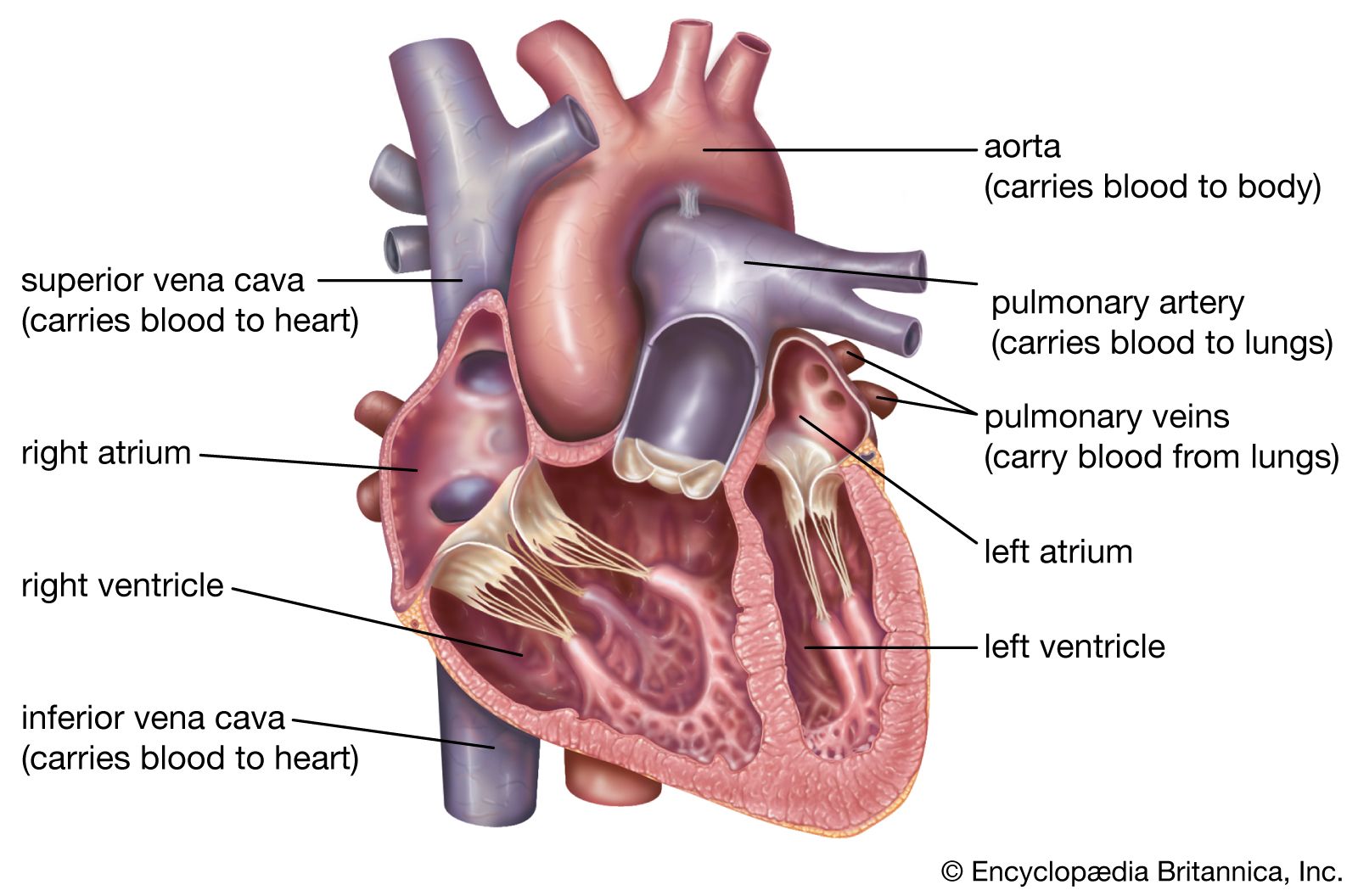 Image Of The Heart - KibrisPDR