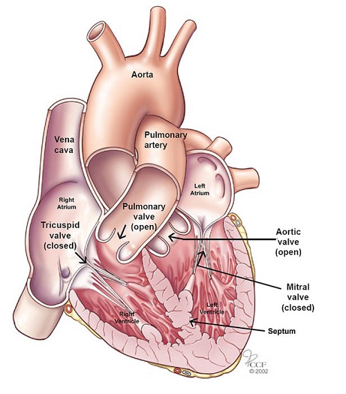 Detail Image Of The Heart Nomer 11