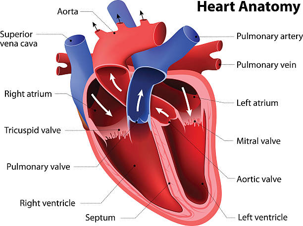 Detail Image Of The Heart Nomer 12