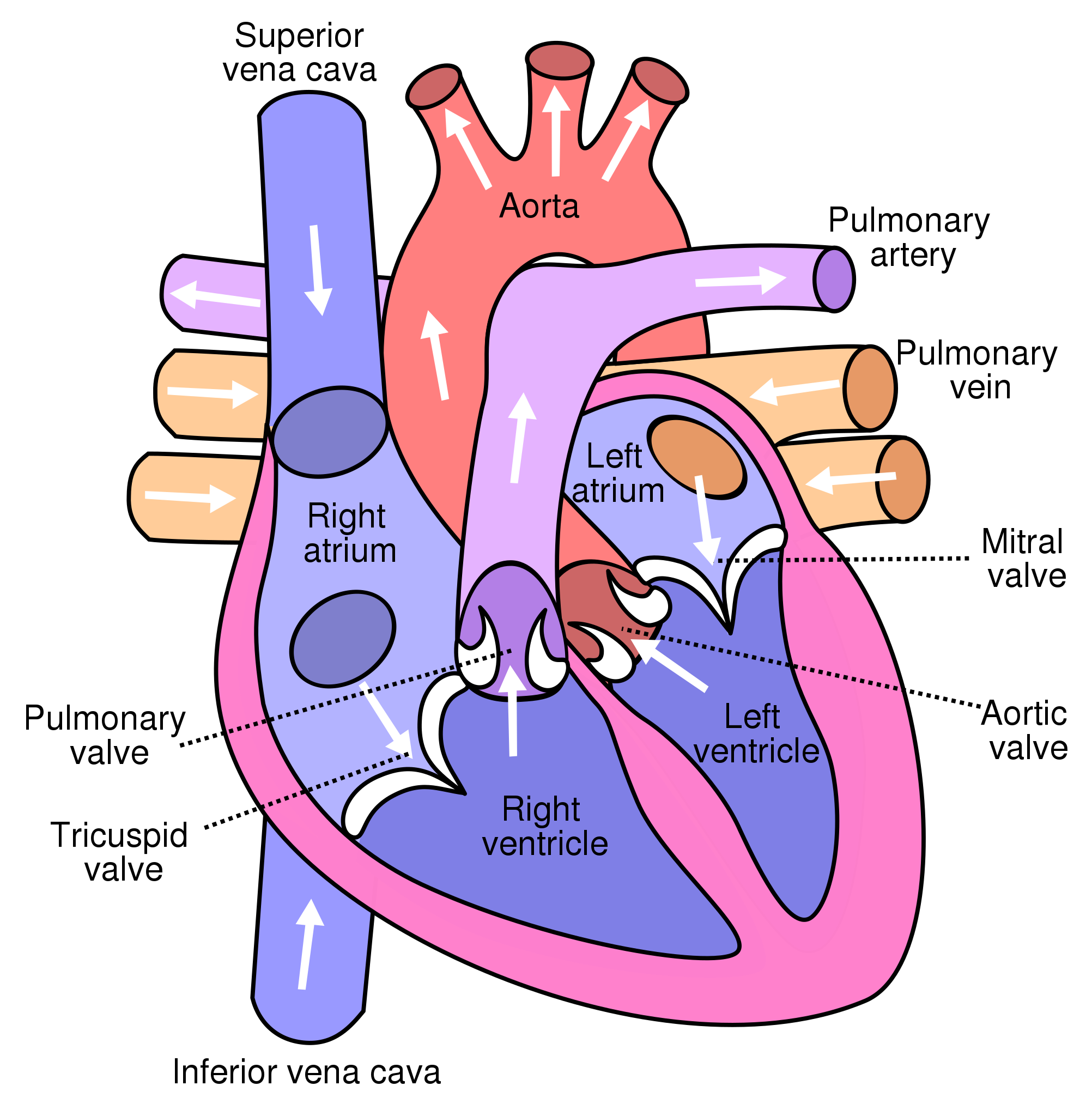 Detail Image Of The Heart Nomer 13