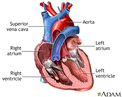 Detail Image Of The Heart Nomer 16