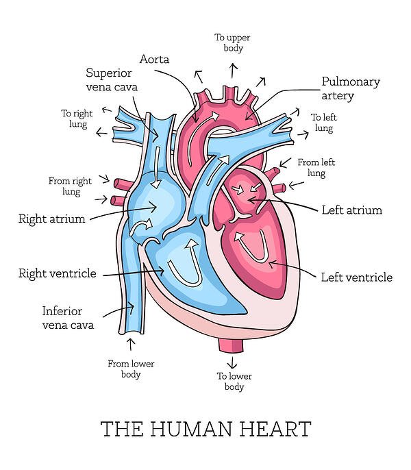 Detail Image Of The Heart Nomer 19