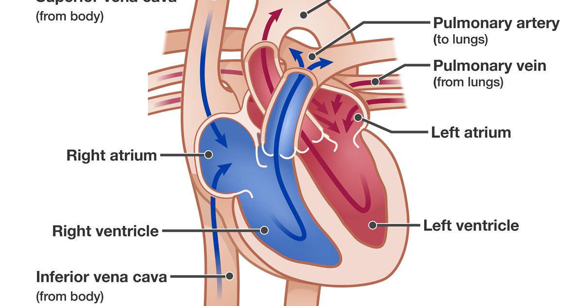 Detail Image Of The Heart Nomer 20