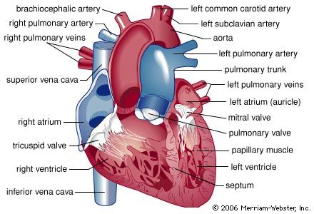 Detail Image Of The Heart Nomer 22