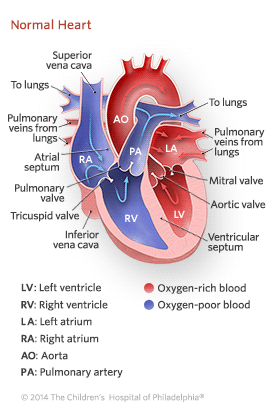 Detail Image Of The Heart Nomer 24