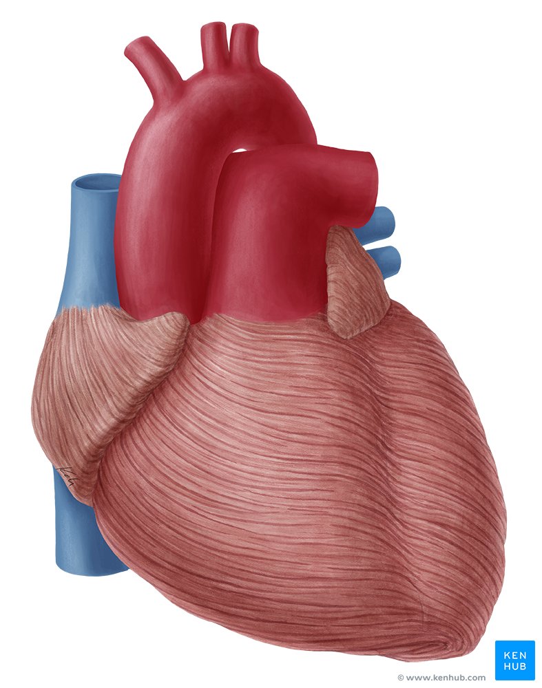 Detail Image Of The Heart Nomer 25