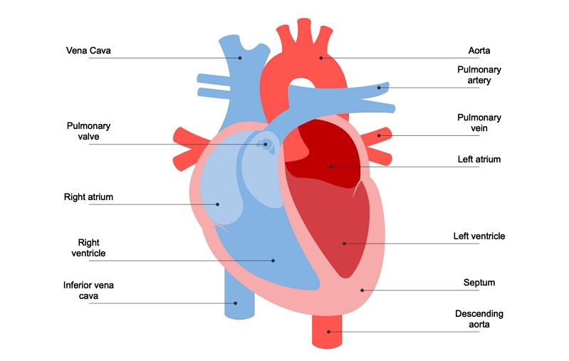 Detail Image Of The Heart Nomer 26