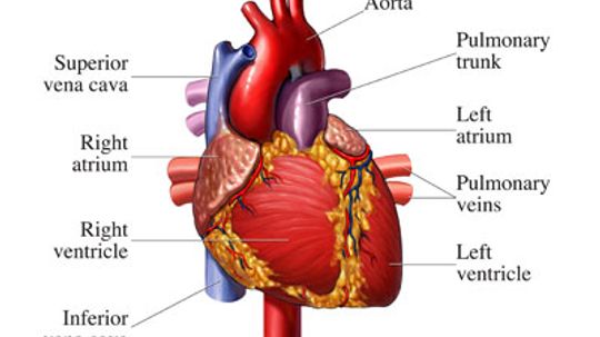 Detail Image Of The Heart Nomer 27