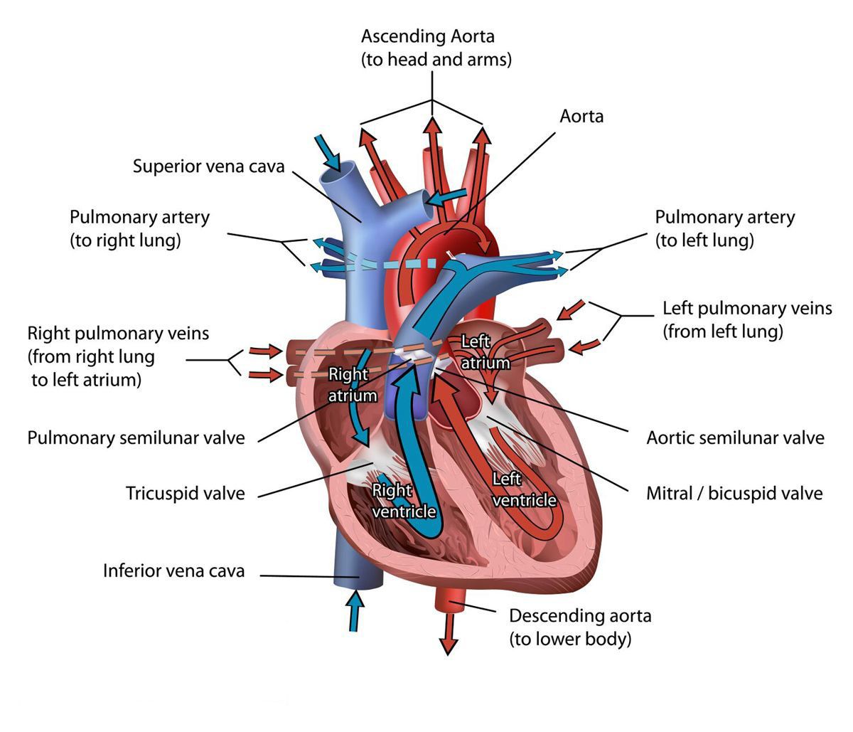 Detail Image Of The Heart Nomer 28