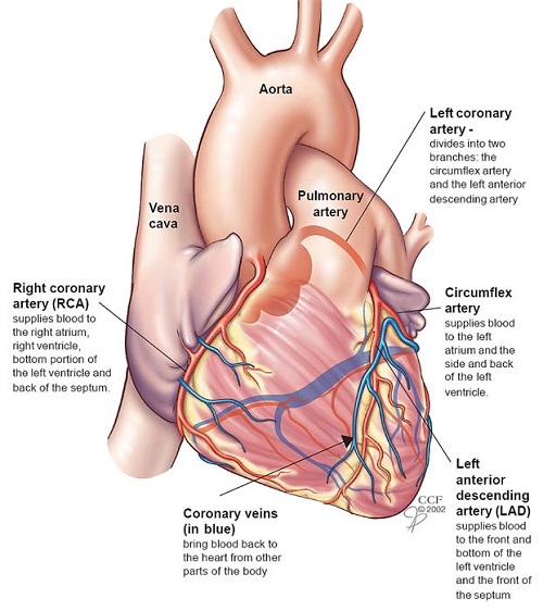 Detail Image Of The Heart Nomer 29