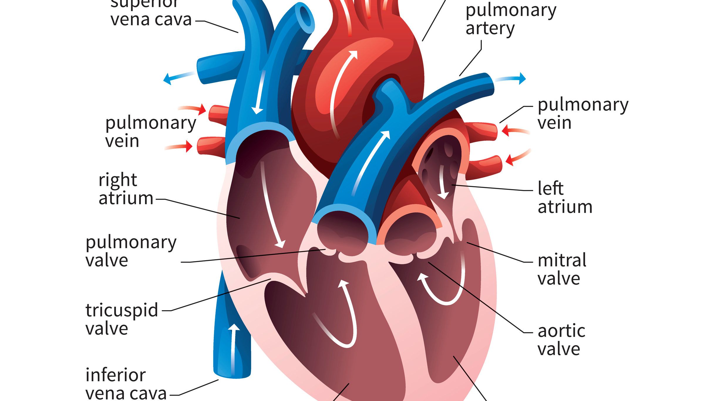 Detail Image Of The Heart Nomer 4