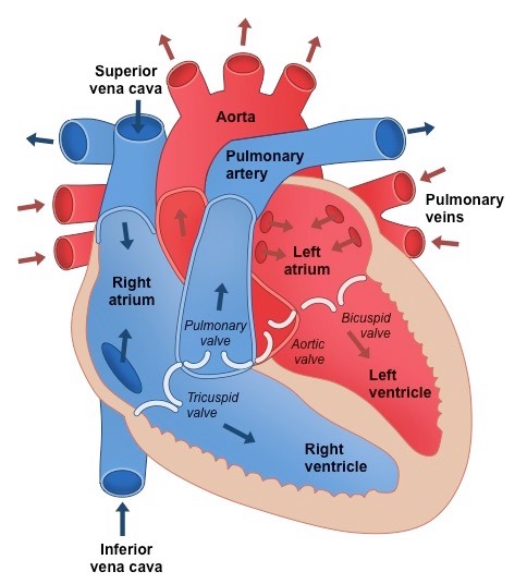 Detail Image Of The Heart Nomer 30