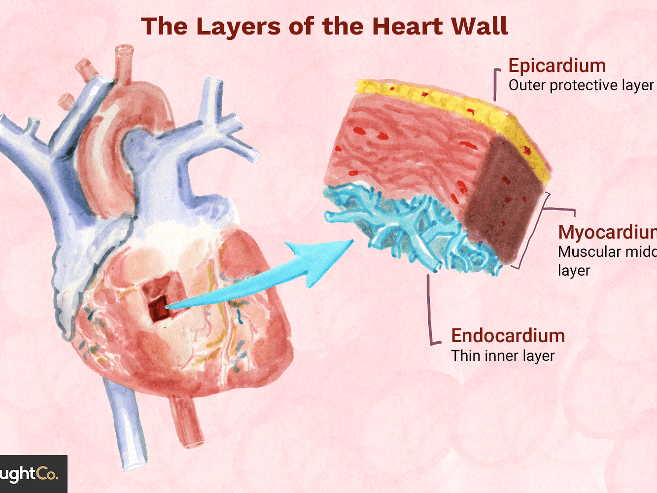 Detail Image Of The Heart Nomer 33