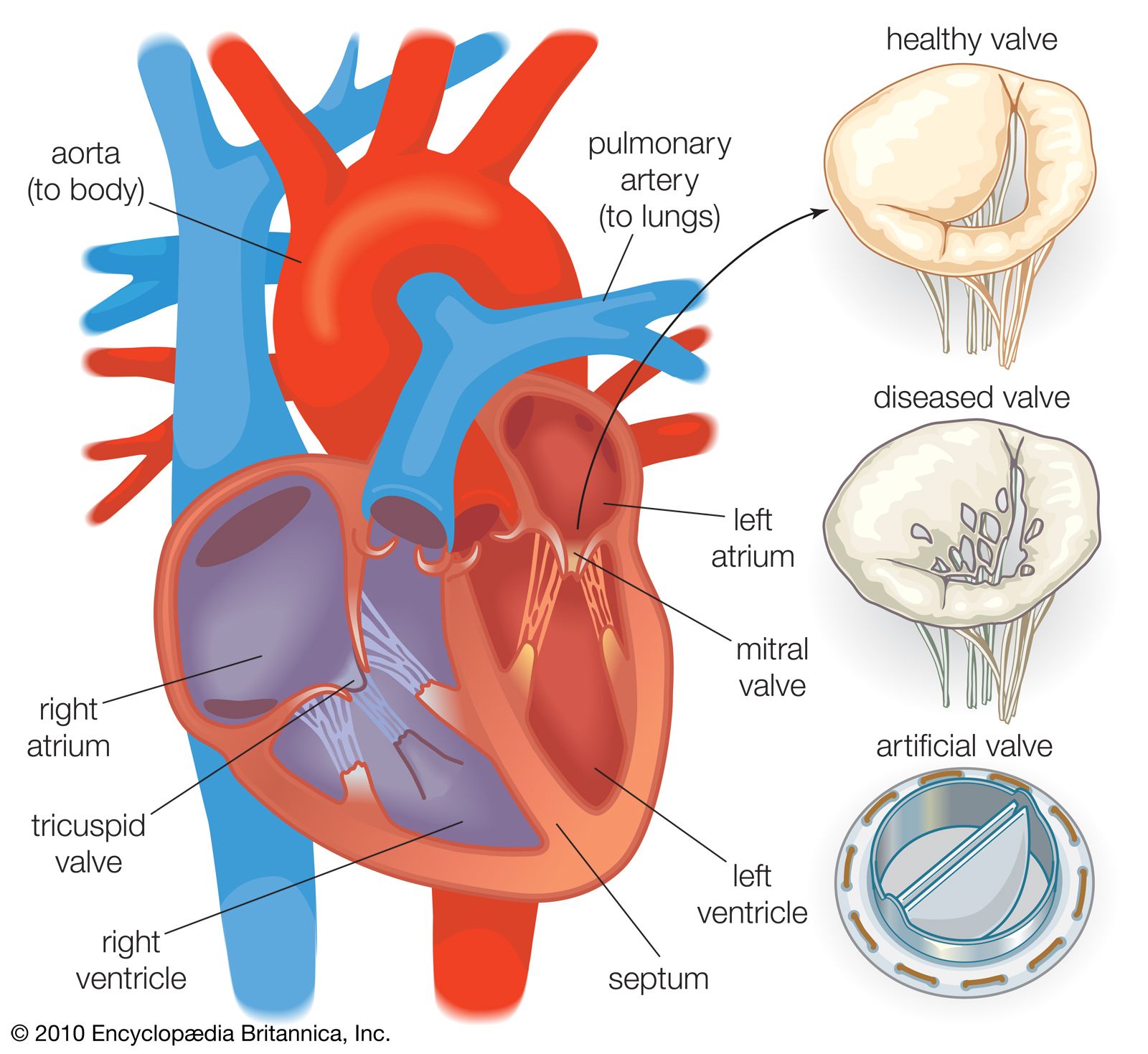 Detail Image Of The Heart Nomer 34