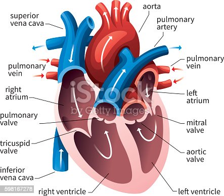 Detail Image Of The Heart Nomer 5