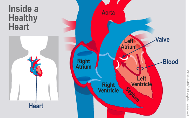 Detail Image Of The Heart Nomer 42