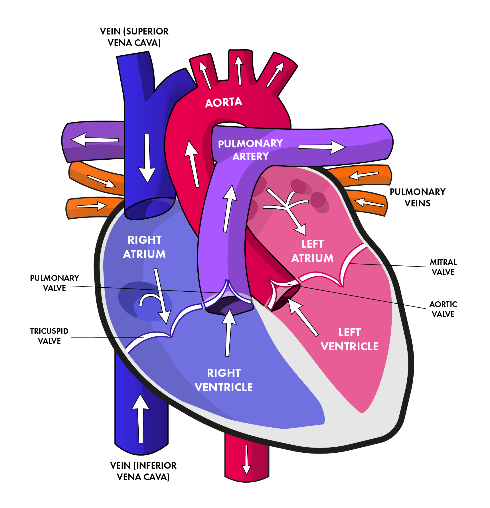 Detail Image Of The Heart Nomer 47