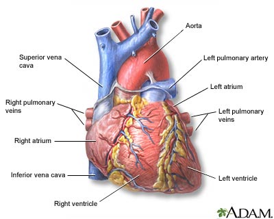 Detail Image Of The Heart Nomer 49