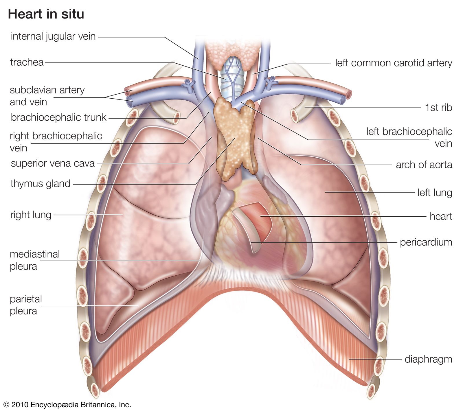 Detail Image Of The Heart Nomer 53