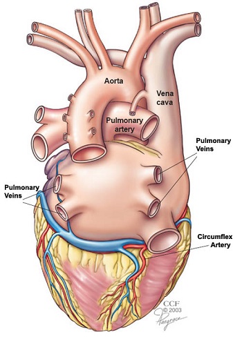 Detail Image Of The Heart Nomer 54