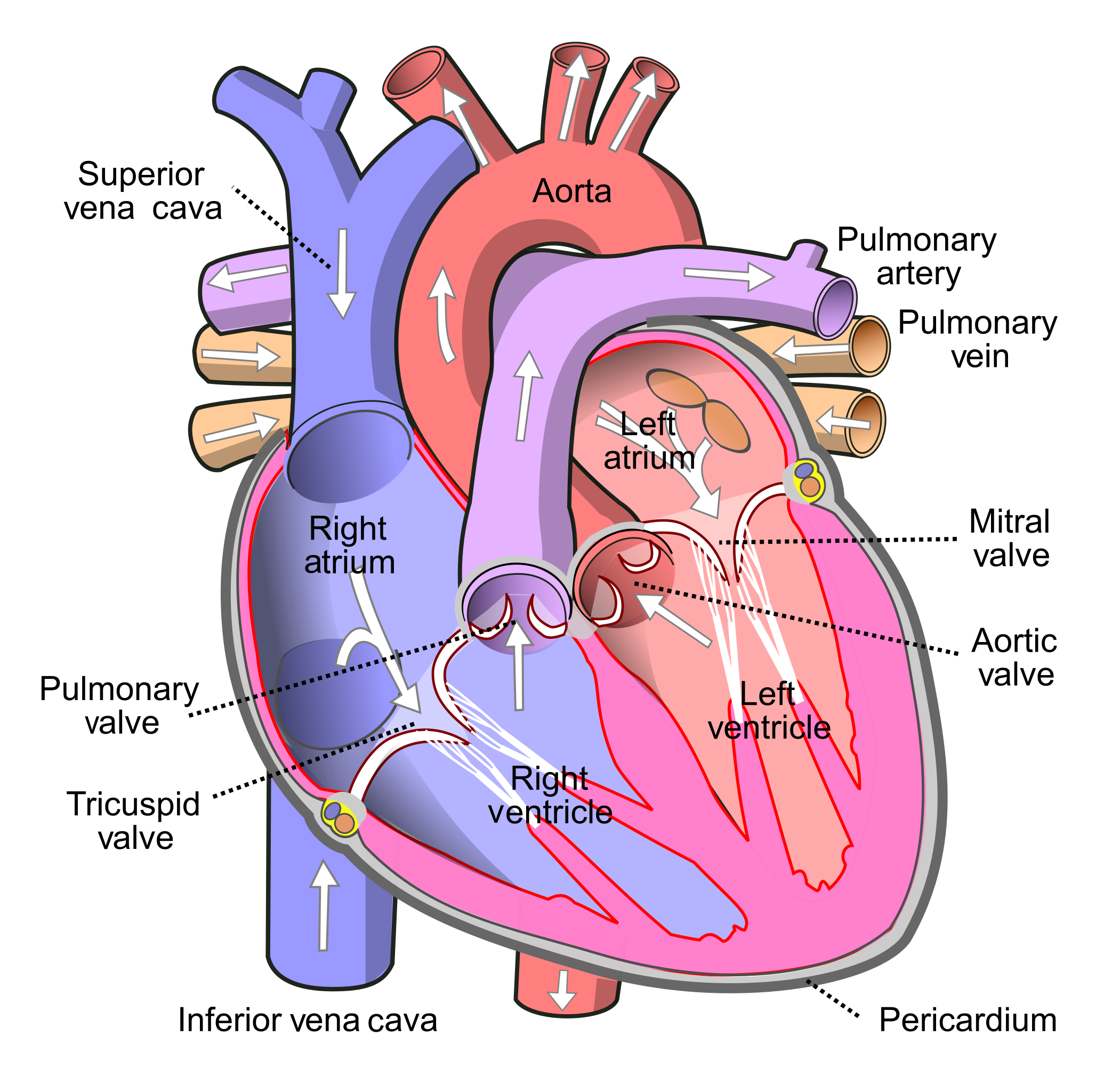 Detail Image Of The Heart Nomer 10