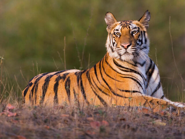 Image Of Tiger - KibrisPDR