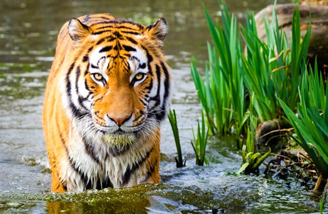 Detail Image Of Tiger Nomer 44