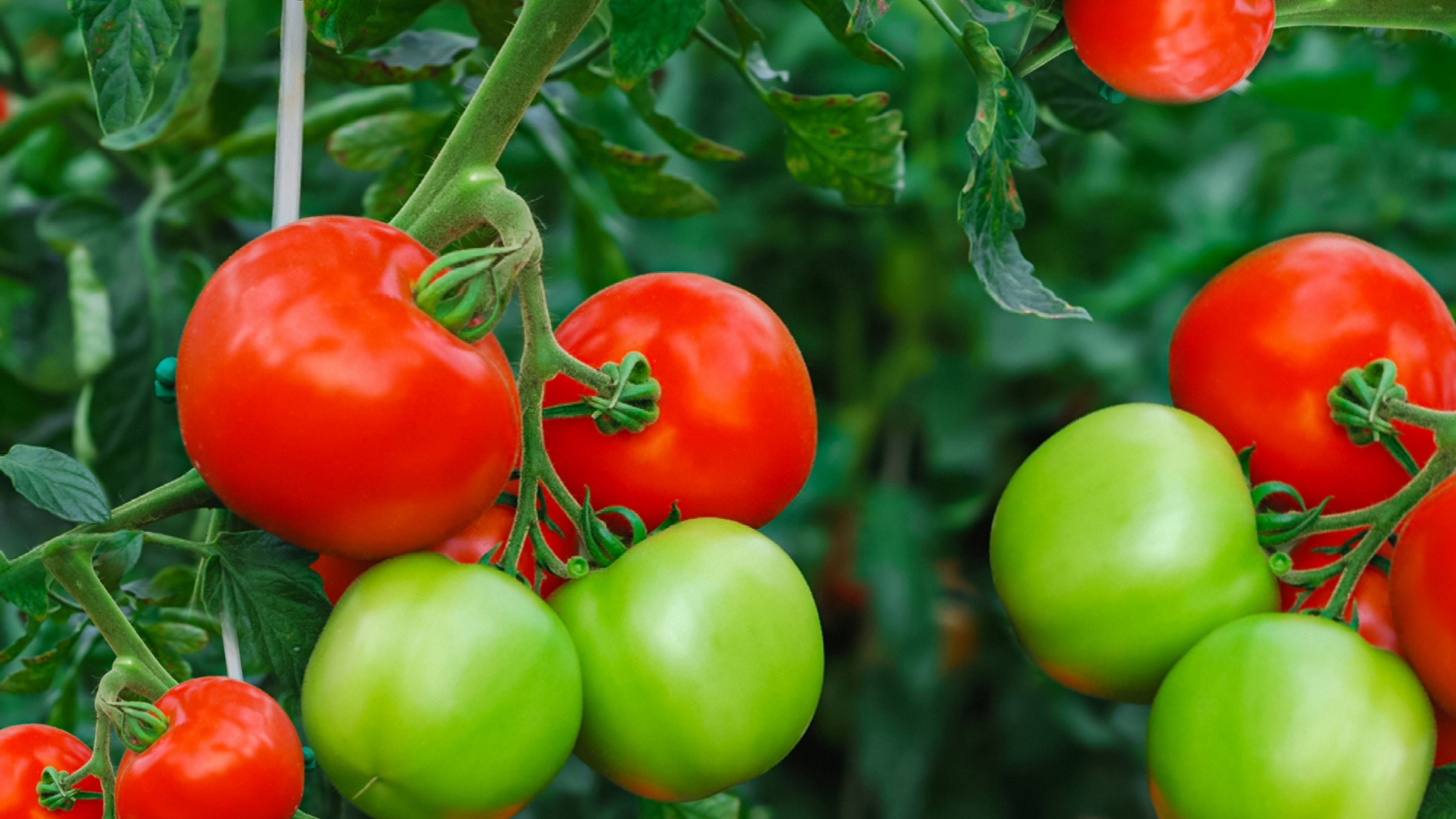 Detail Image Of Tomato Nomer 13