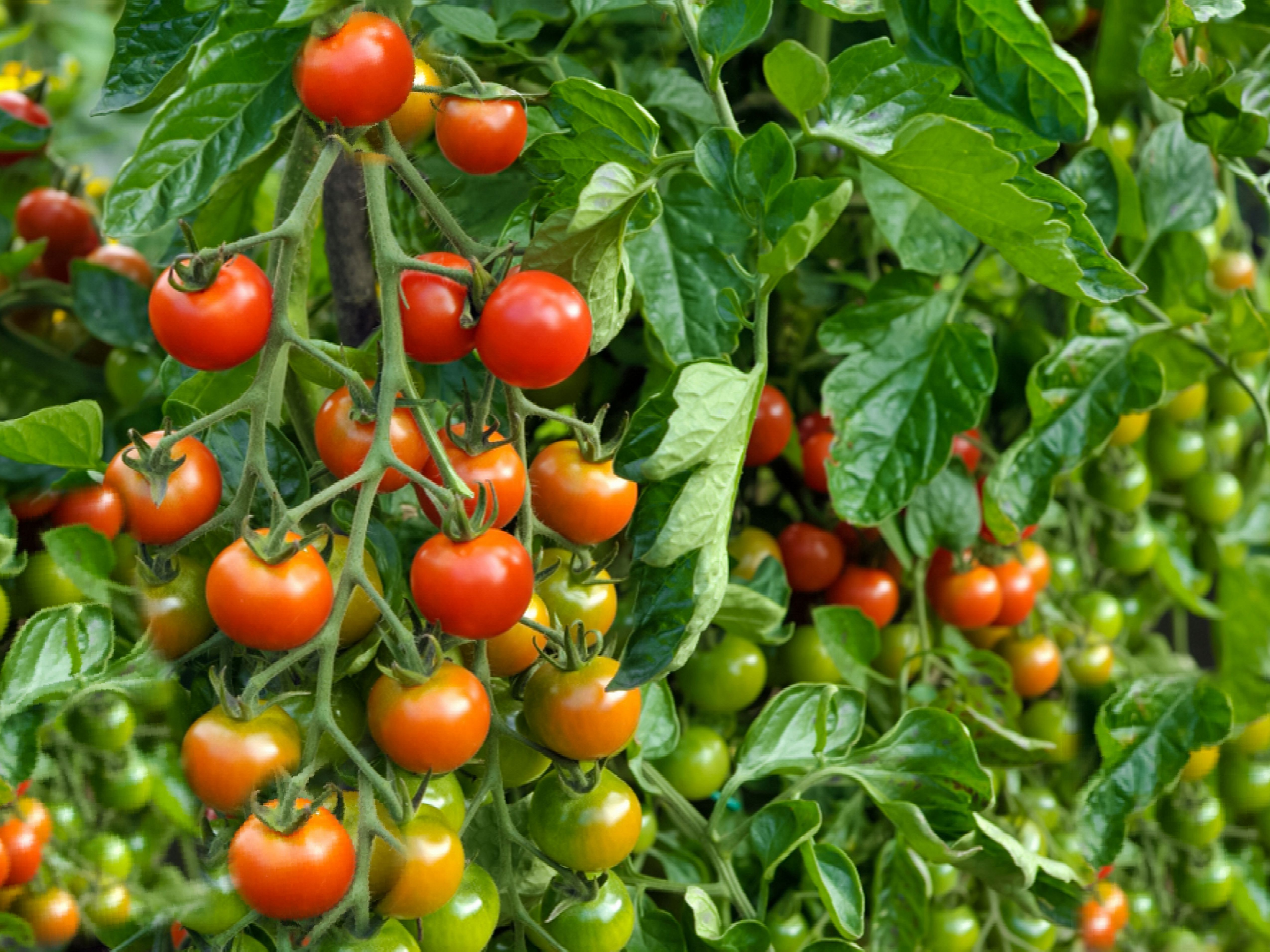 Detail Image Of Tomato Nomer 3