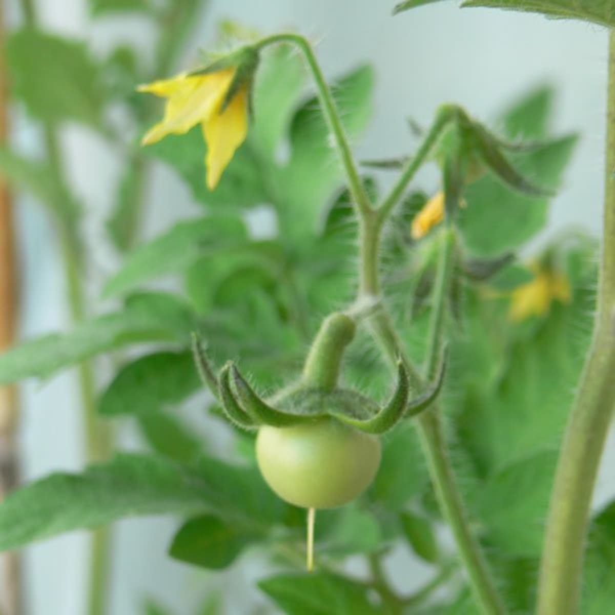 Detail Image Of Tomato Nomer 30