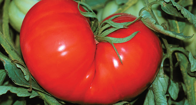 Detail Image Of Tomato Nomer 42