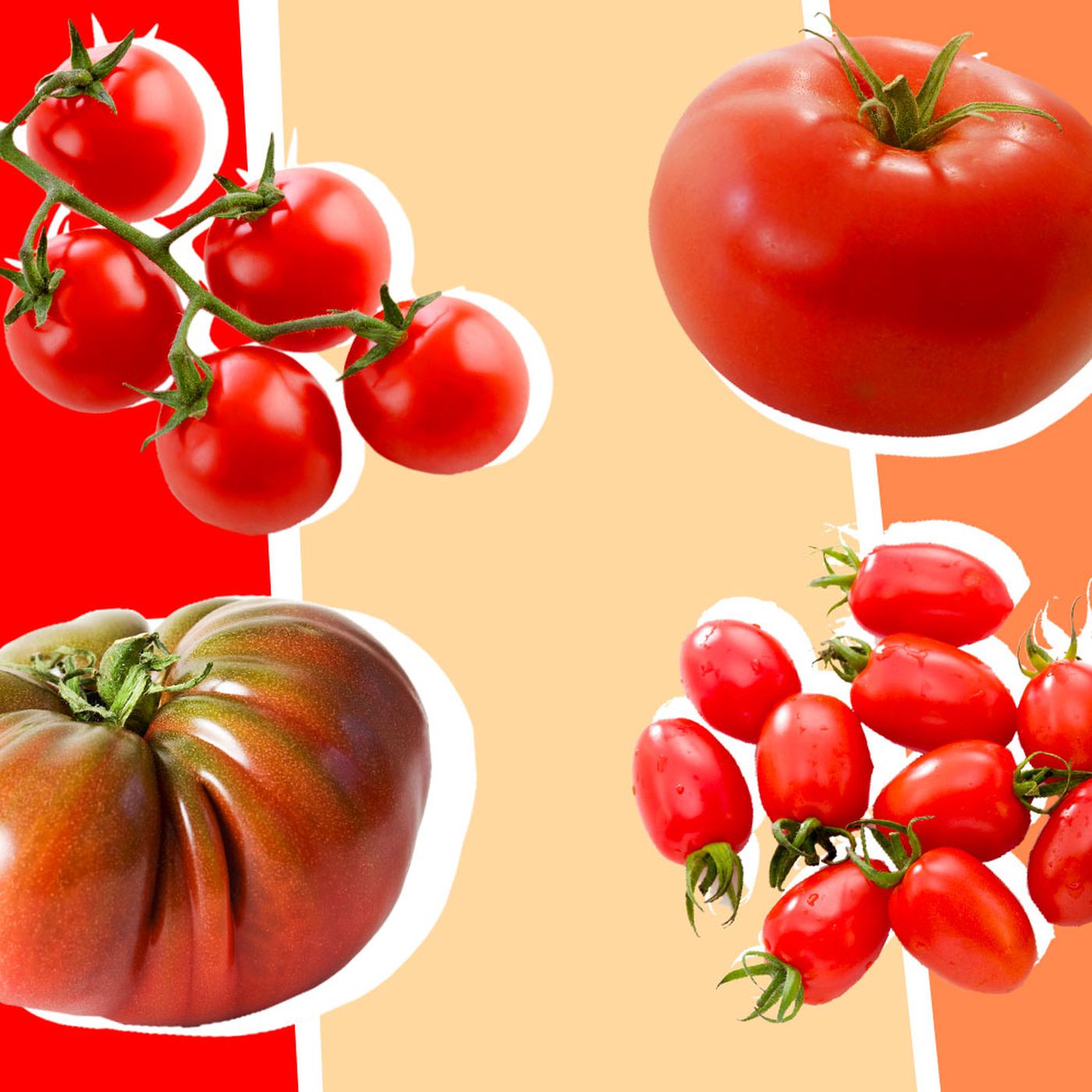 Detail Image Of Tomato Nomer 44