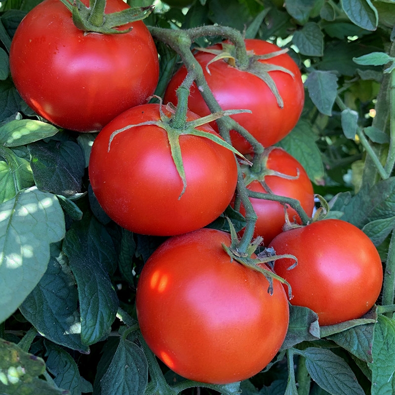 Detail Image Of Tomato Nomer 52