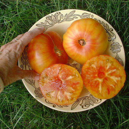 Detail Image Of Tomato Nomer 54