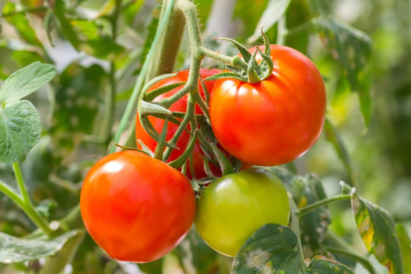 Detail Image Of Tomato Nomer 10