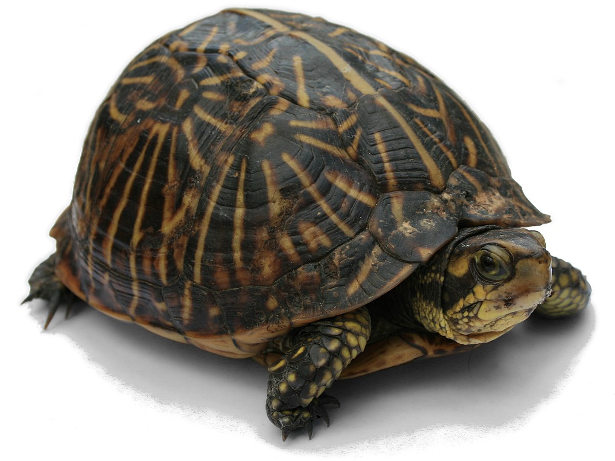 Image Of Turtle - KibrisPDR