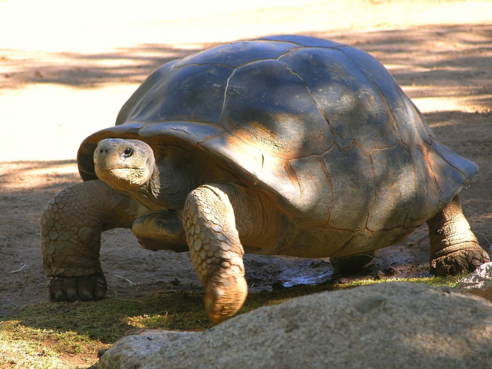 Detail Image Of Turtle Nomer 31