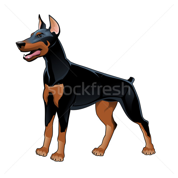 Detail Brauner Dobermann Welpe Nomer 10