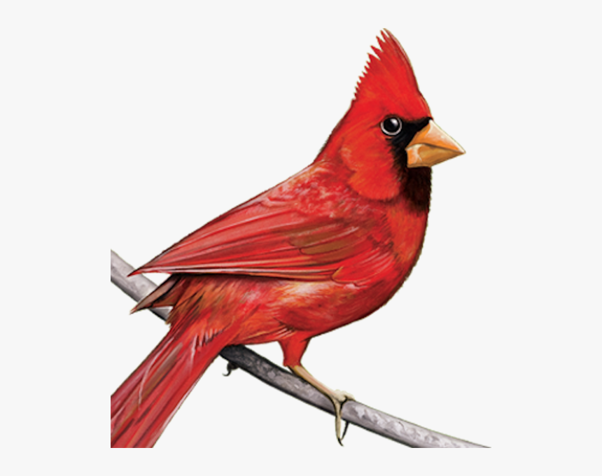 Cardinal Png - KibrisPDR