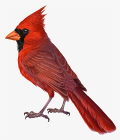 Detail Cardinal Png Nomer 6