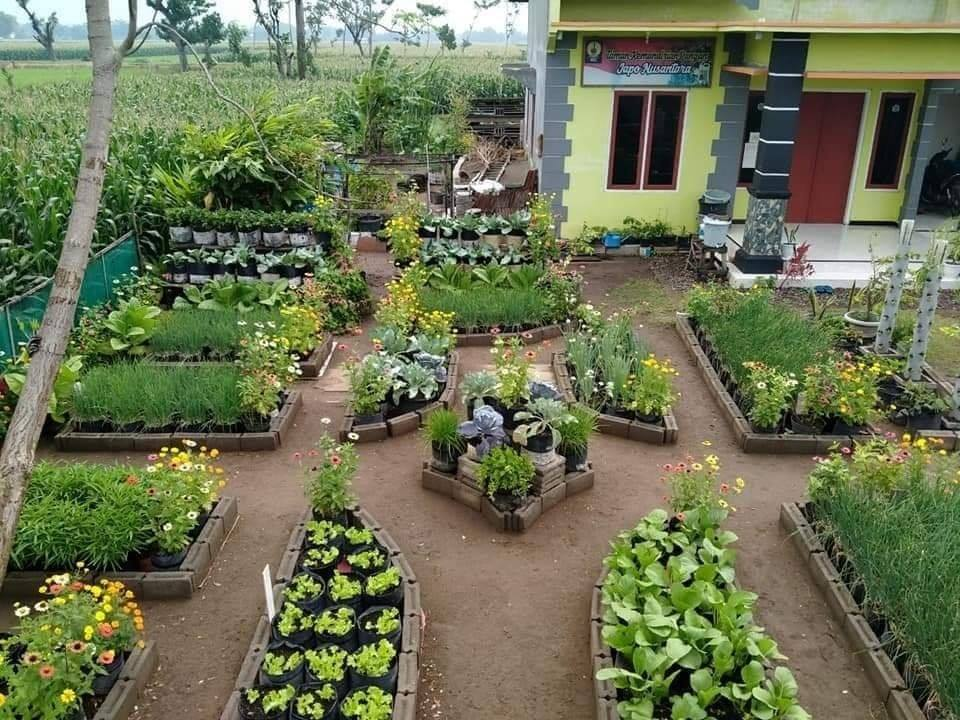 Detail Desain Kebun Sayur Nomer 13