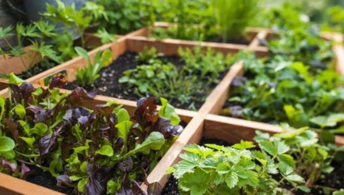 Detail Desain Kebun Sayur Nomer 17